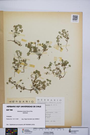 Bowlesia incana [Espécimen: UCH:SQF:0007363]