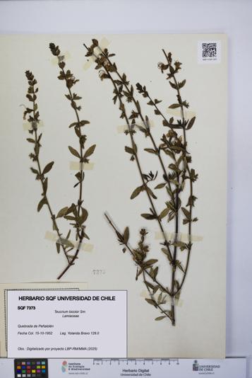 Teucrium bicolor [Espécimen: UCH:SQF:0007373]