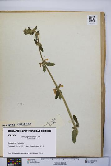 Stachys grandidentata [Espécimen: UCH:SQF:0007374]