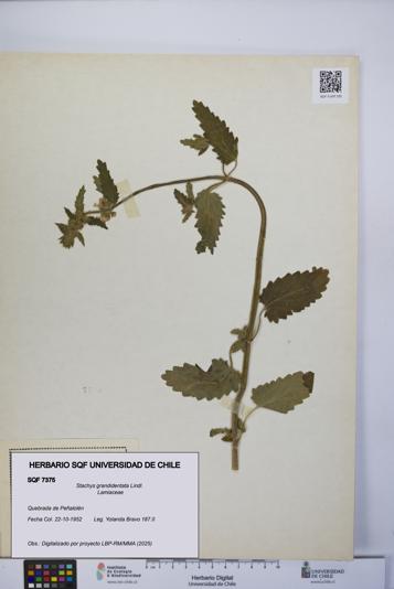 Stachys grandidentata [Espécimen: UCH:SQF:0007375]