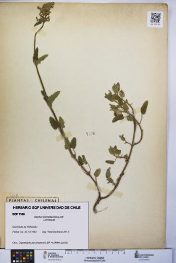 Stachys grandidentata [Espécimen: UCH:SQF:0007376]