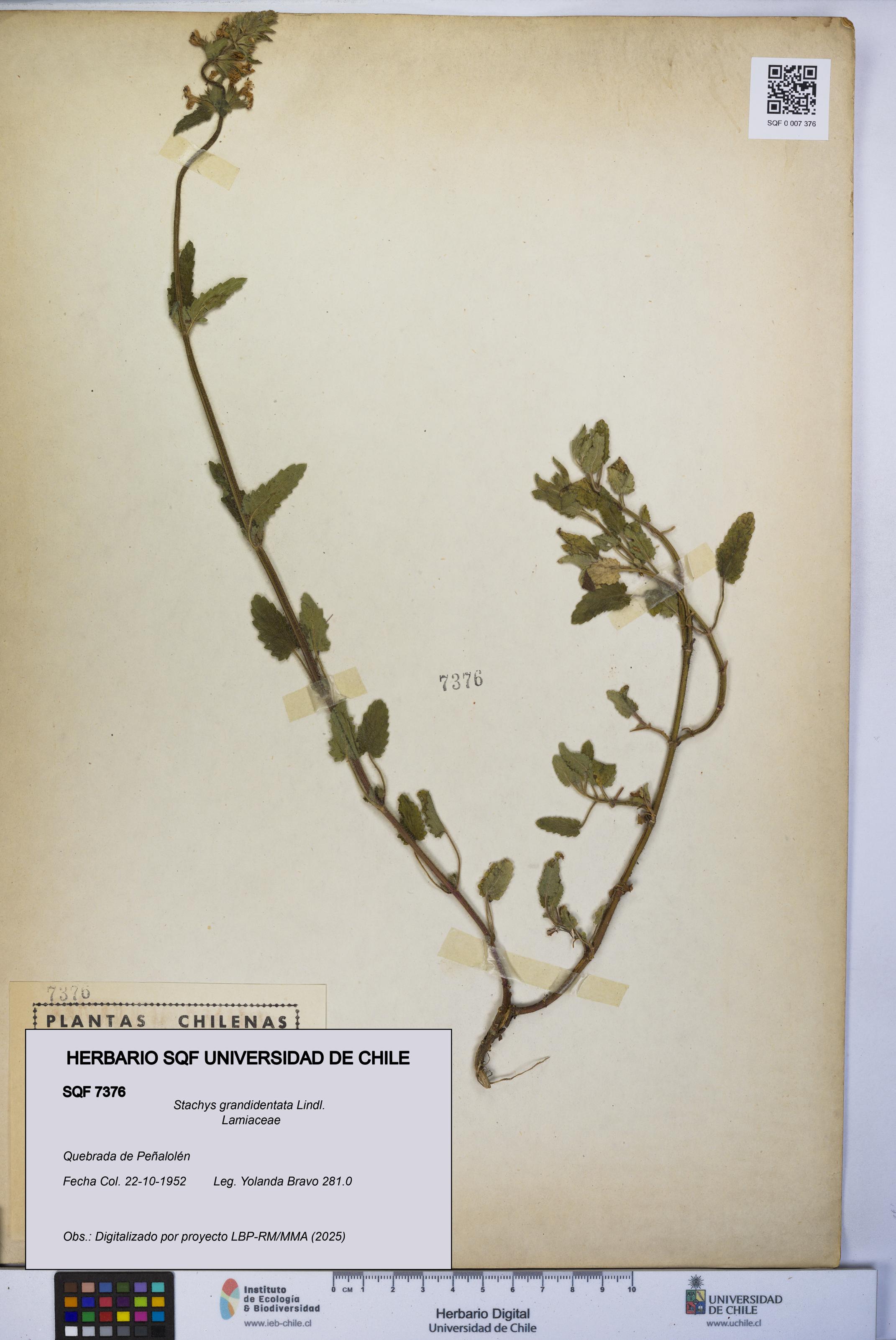Stachys grandidentata [Espécimen: UCH:SQF:0007376]