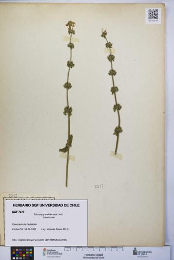 Stachys grandidentata [Espécimen: UCH:SQF:0007377]