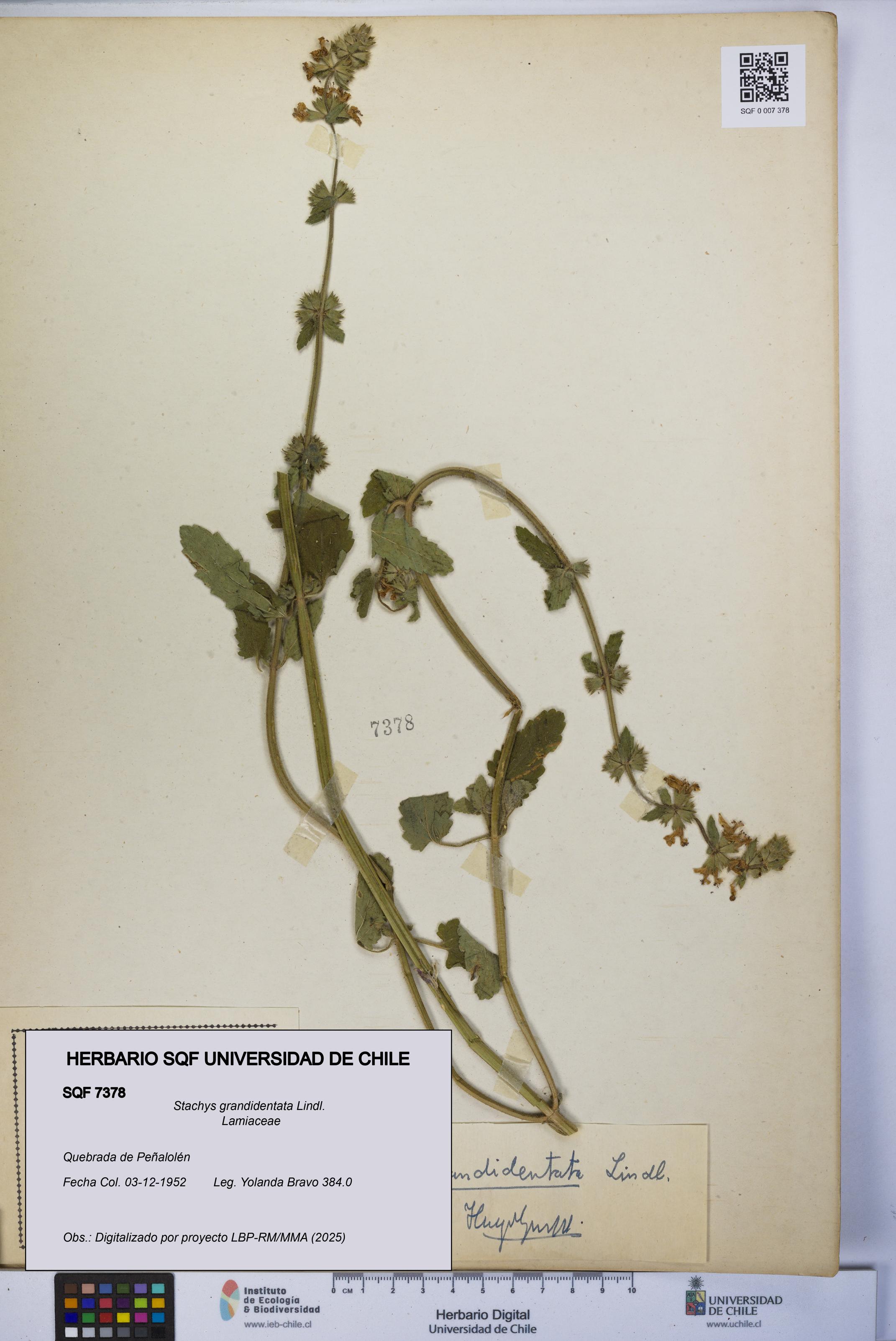 Stachys grandidentata [Espécimen: UCH:SQF:0007378]