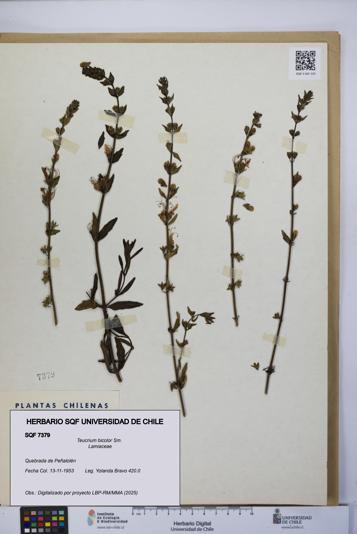 Teucrium bicolor [Espécimen: UCH:SQF:0007379]