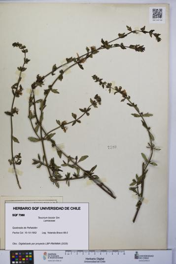 Teucrium bicolor [Espécimen: UCH:SQF:0007380]