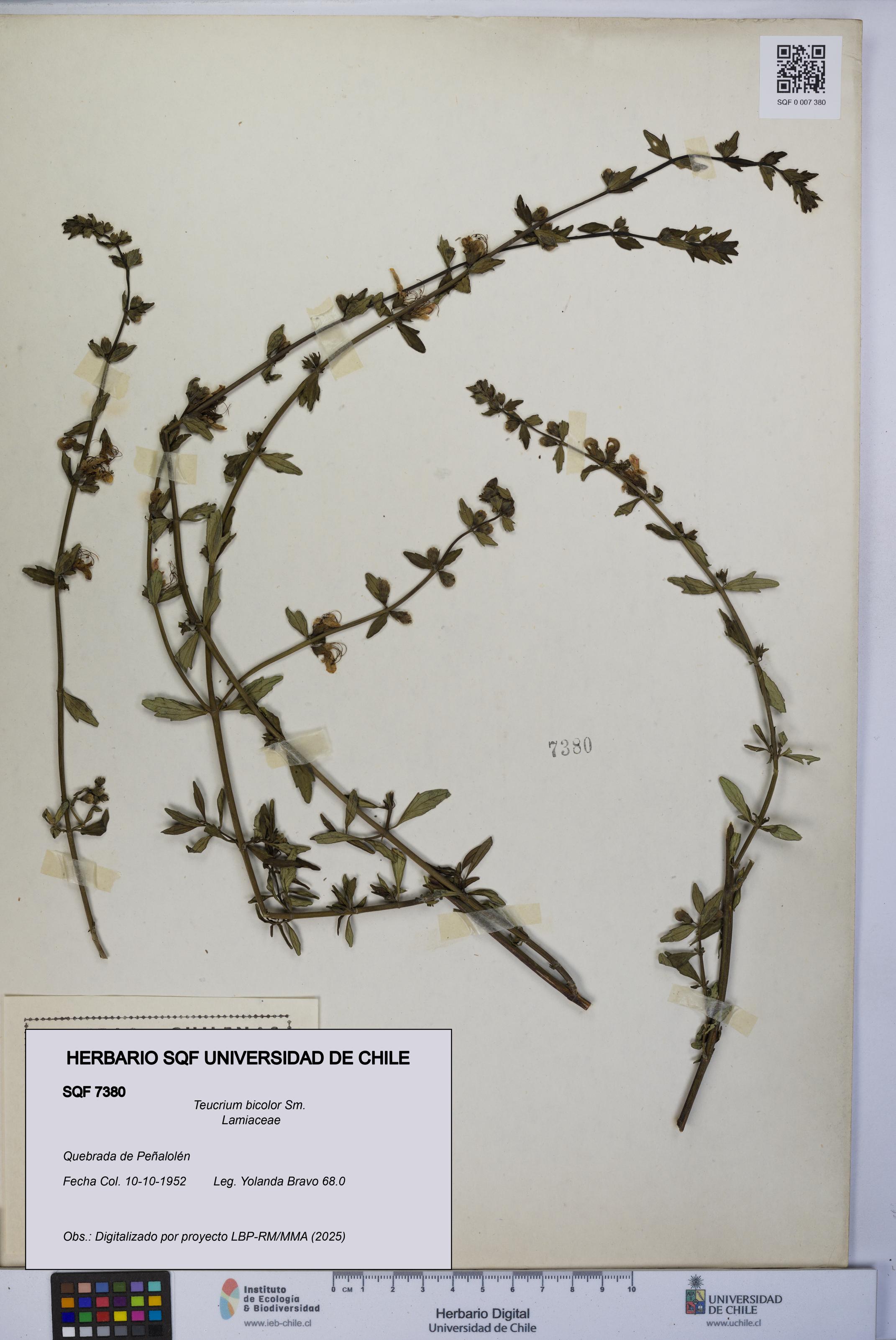 Teucrium bicolor [Espécimen: UCH:SQF:0007380]