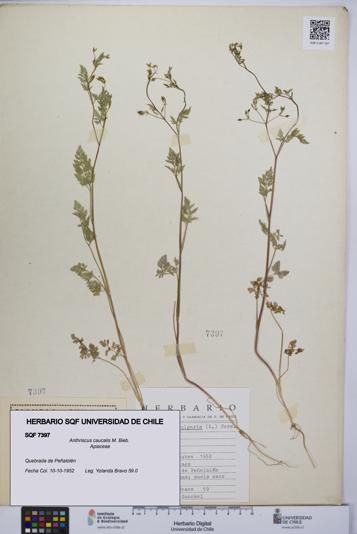 Anthriscus caucalis [Espécimen: UCH:SQF:0007397]