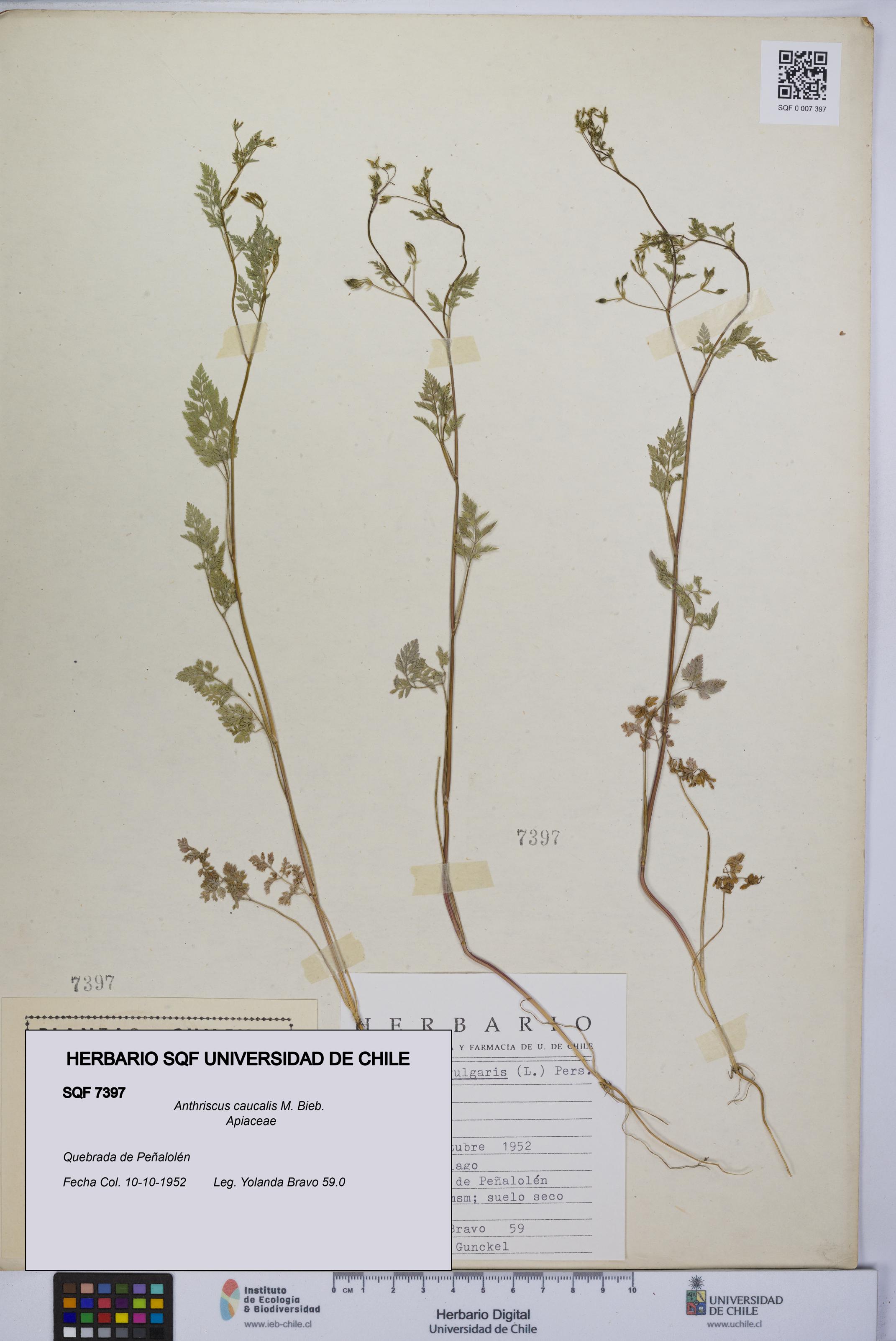 Anthriscus caucalis [Espécimen: UCH:SQF:0007397]