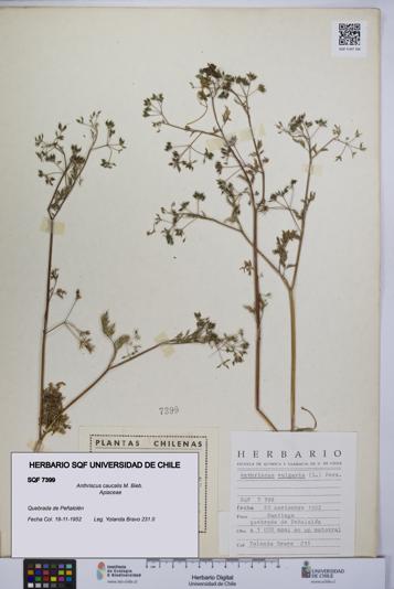 Anthriscus caucalis [Espécimen: UCH:SQF:0007399]