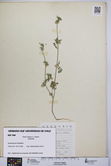 Torilis nodosa [Espécimen: UCH:SQF:0007400]