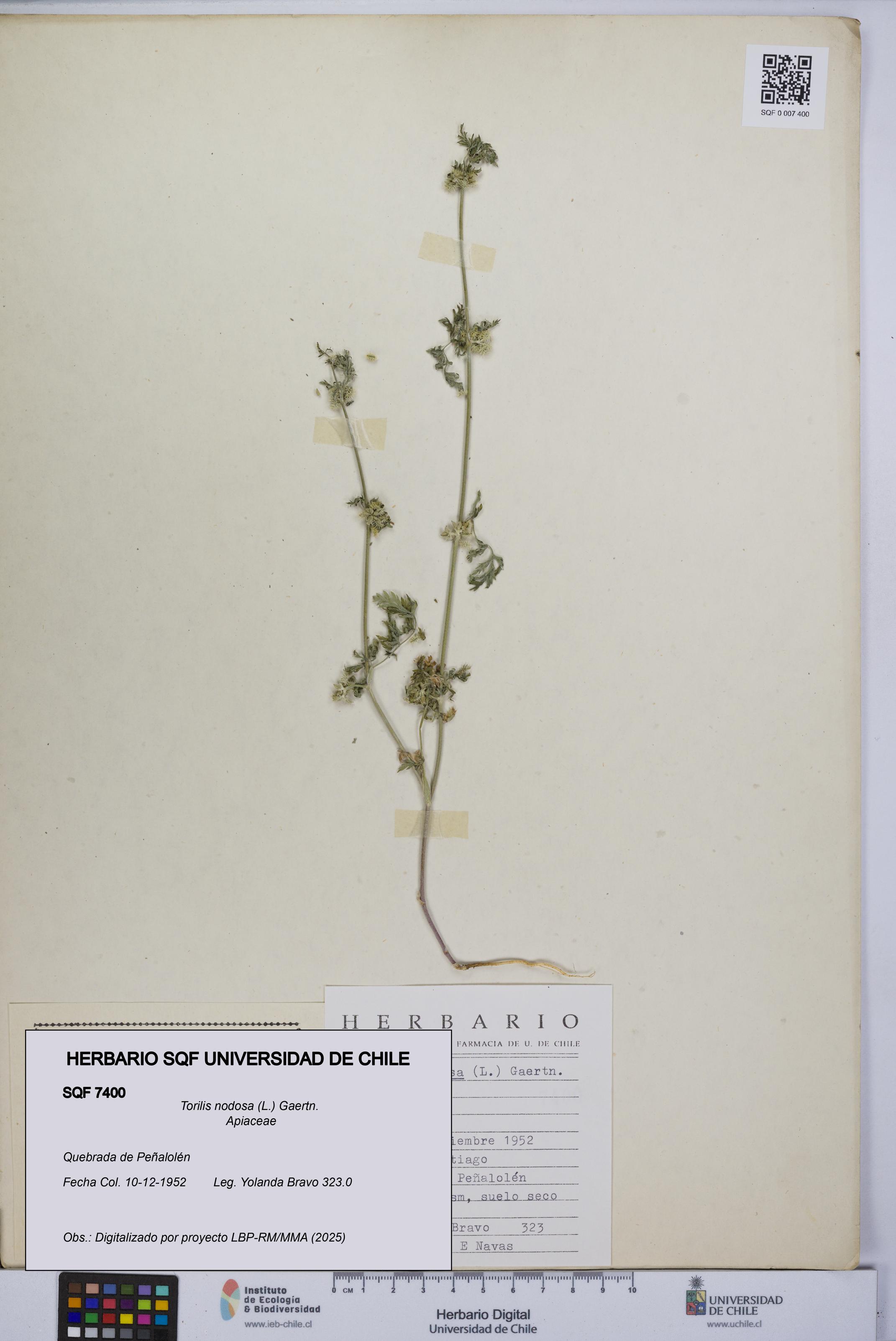 Torilis nodosa [Espécimen: UCH:SQF:0007400]