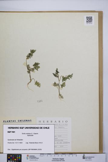 Torilis nodosa [Espécimen: UCH:SQF:0007401]