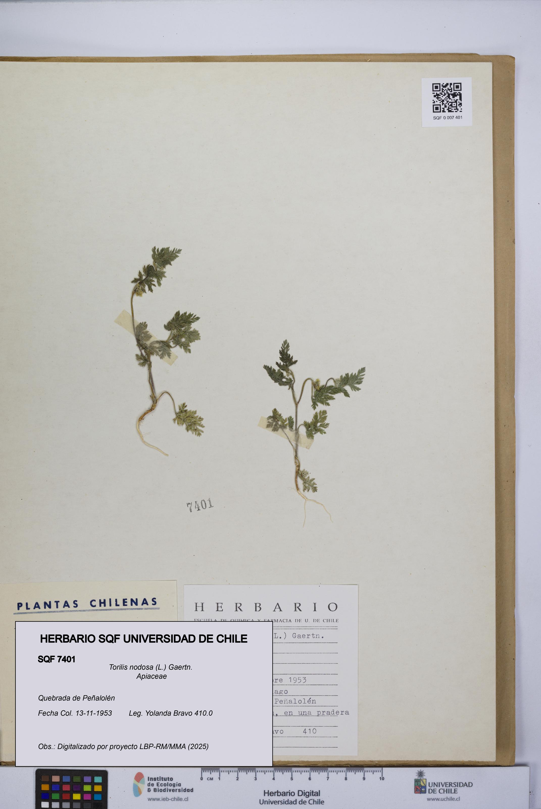 Torilis nodosa [Espécimen: UCH:SQF:0007401]