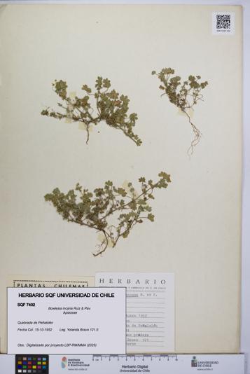 Bowlesia incana [Espécimen: UCH:SQF:0007402]