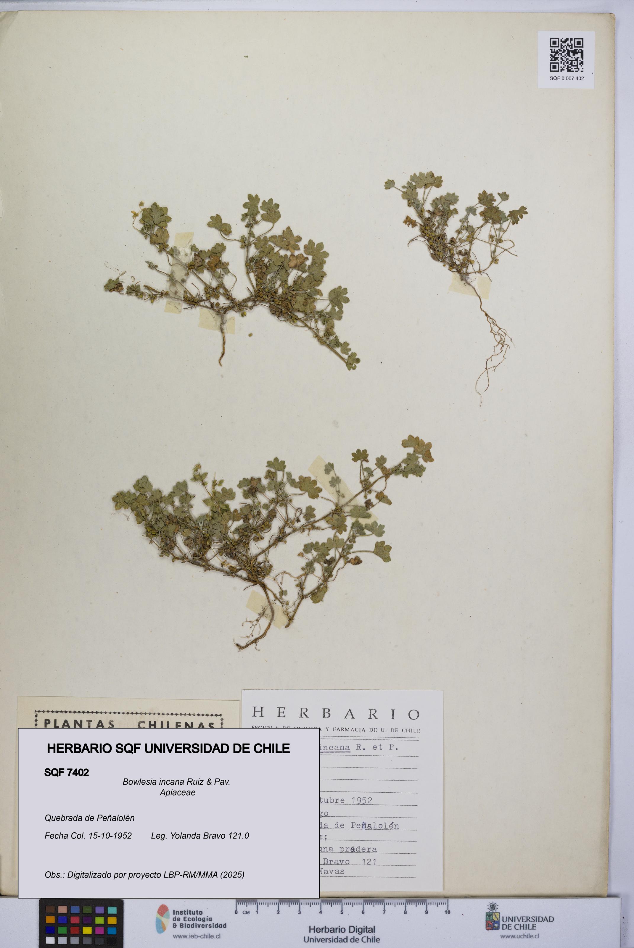 Bowlesia incana [Espécimen: UCH:SQF:0007402]