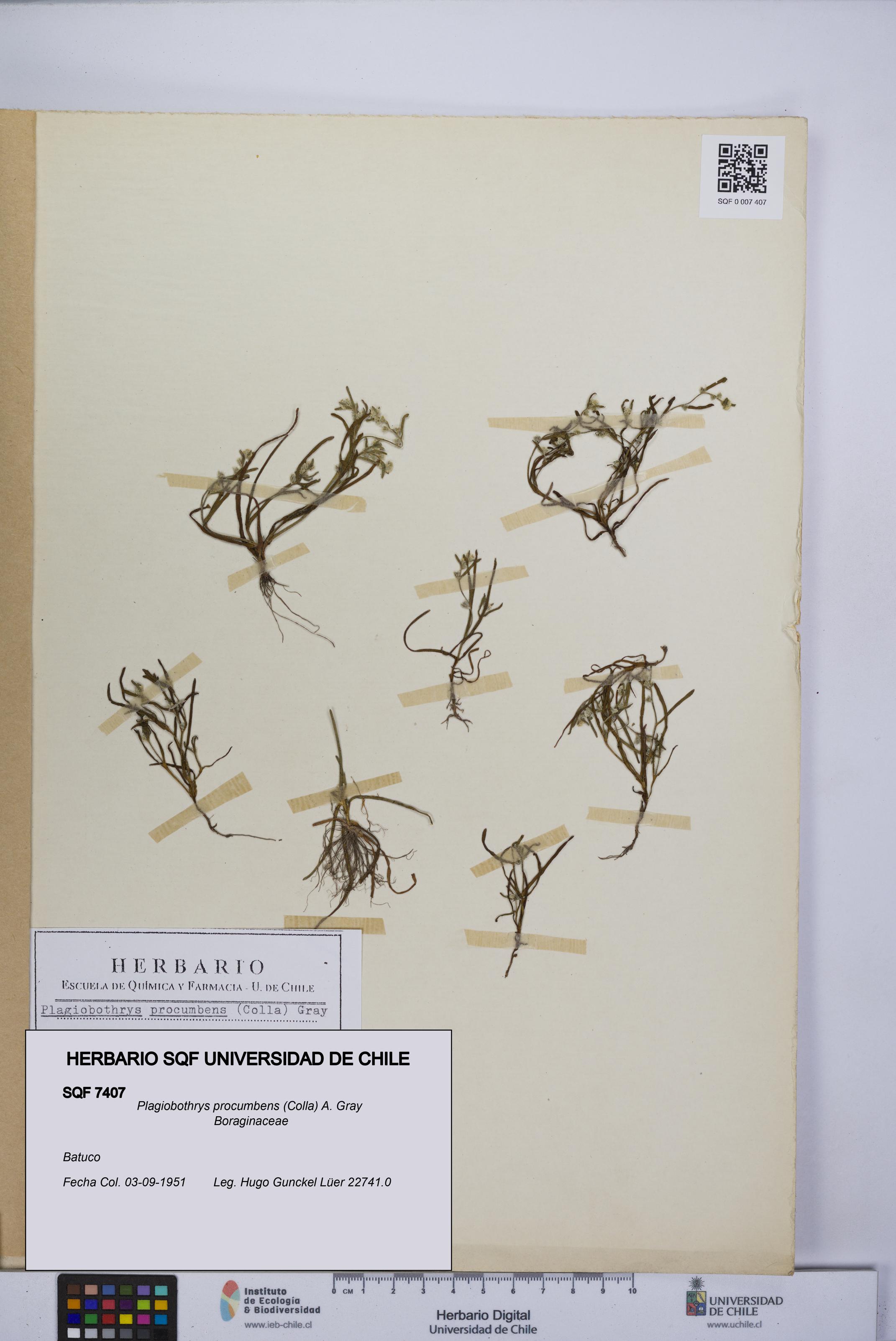 Plagiobothrys procumbens [Espécimen: UCH:SQF:0007407]