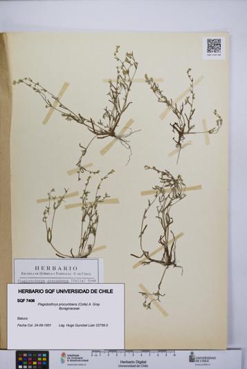 Plagiobothrys procumbens [Espécimen: UCH:SQF:0007408]