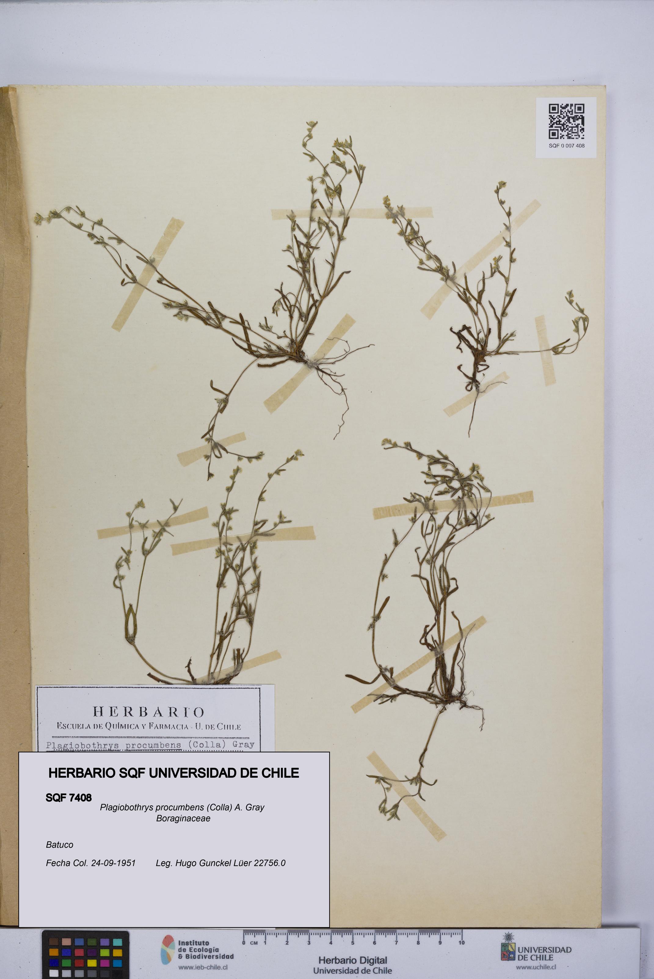 Plagiobothrys procumbens [Espécimen: UCH:SQF:0007408]