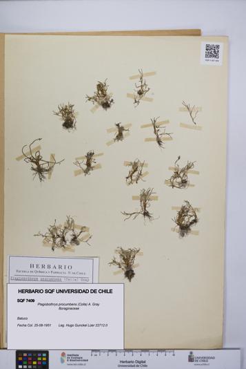 Plagiobothrys procumbens [Espécimen: UCH:SQF:0007409]
