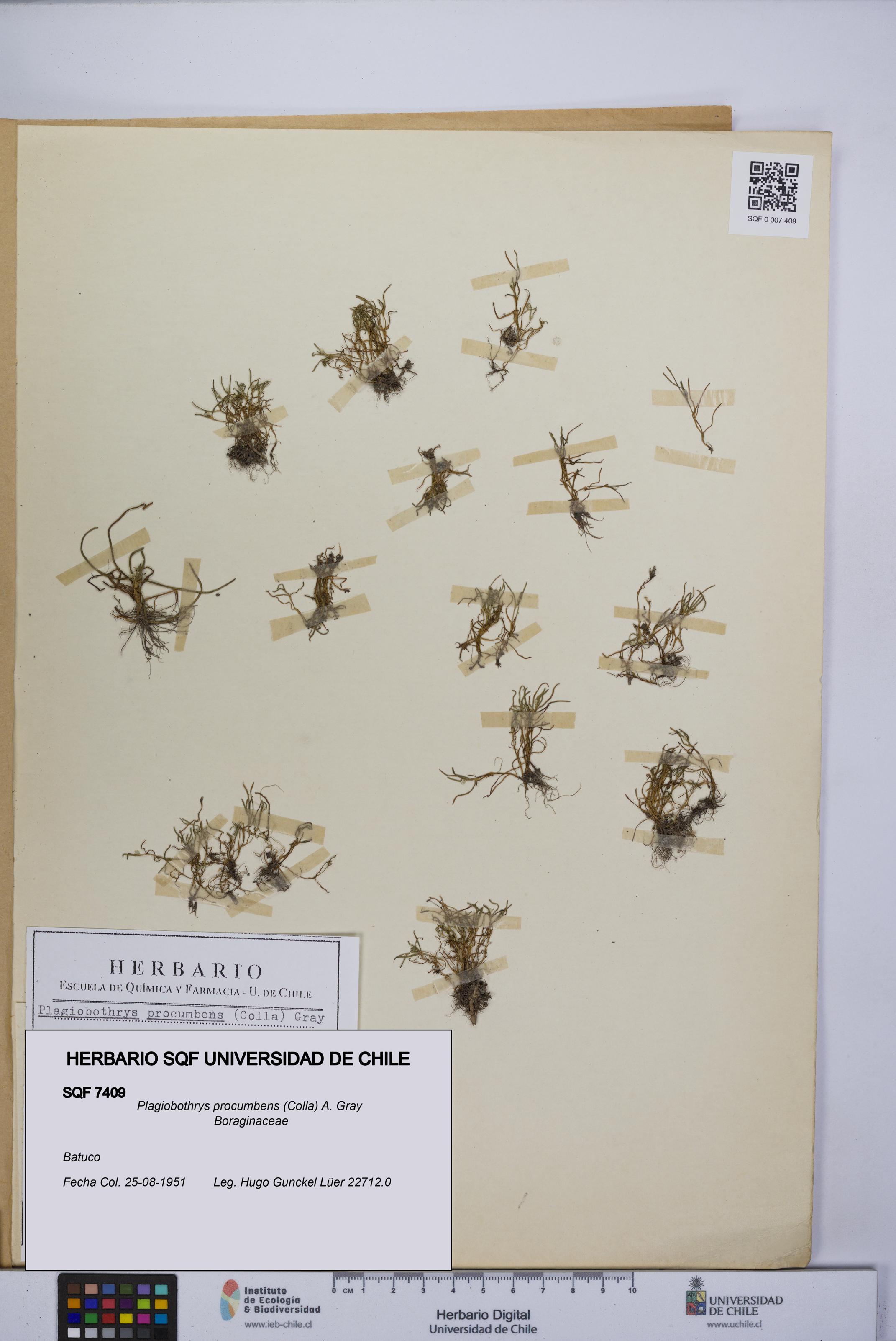 Plagiobothrys procumbens [Espécimen: UCH:SQF:0007409]