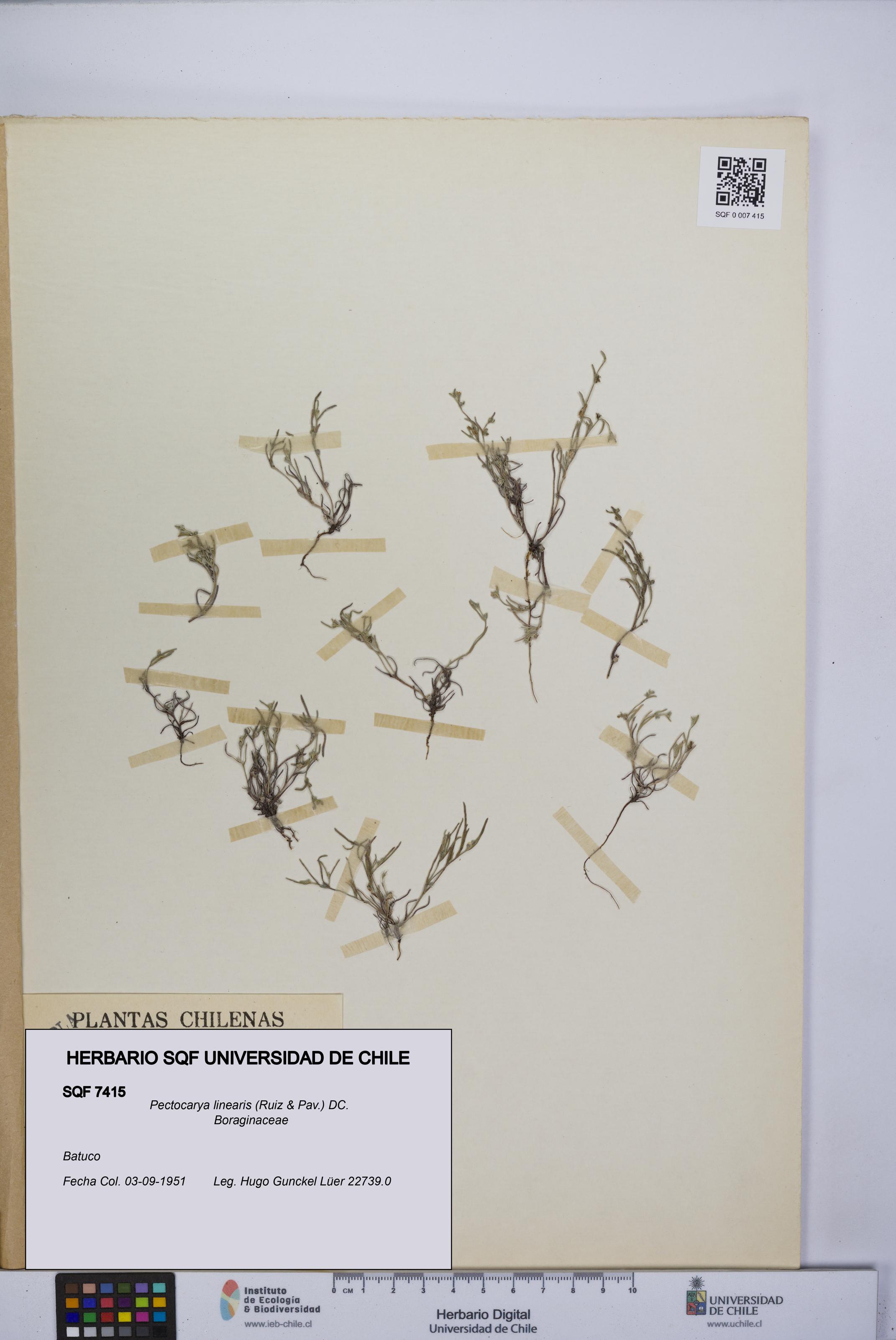 Pectocarya linearis [Espécimen: UCH:SQF:0007415]