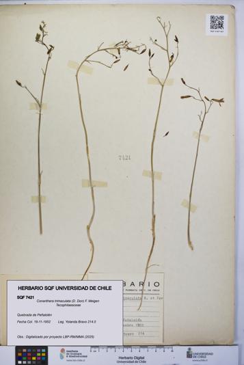 Conanthera trimaculata [Espécimen: UCH:SQF:0007421]
