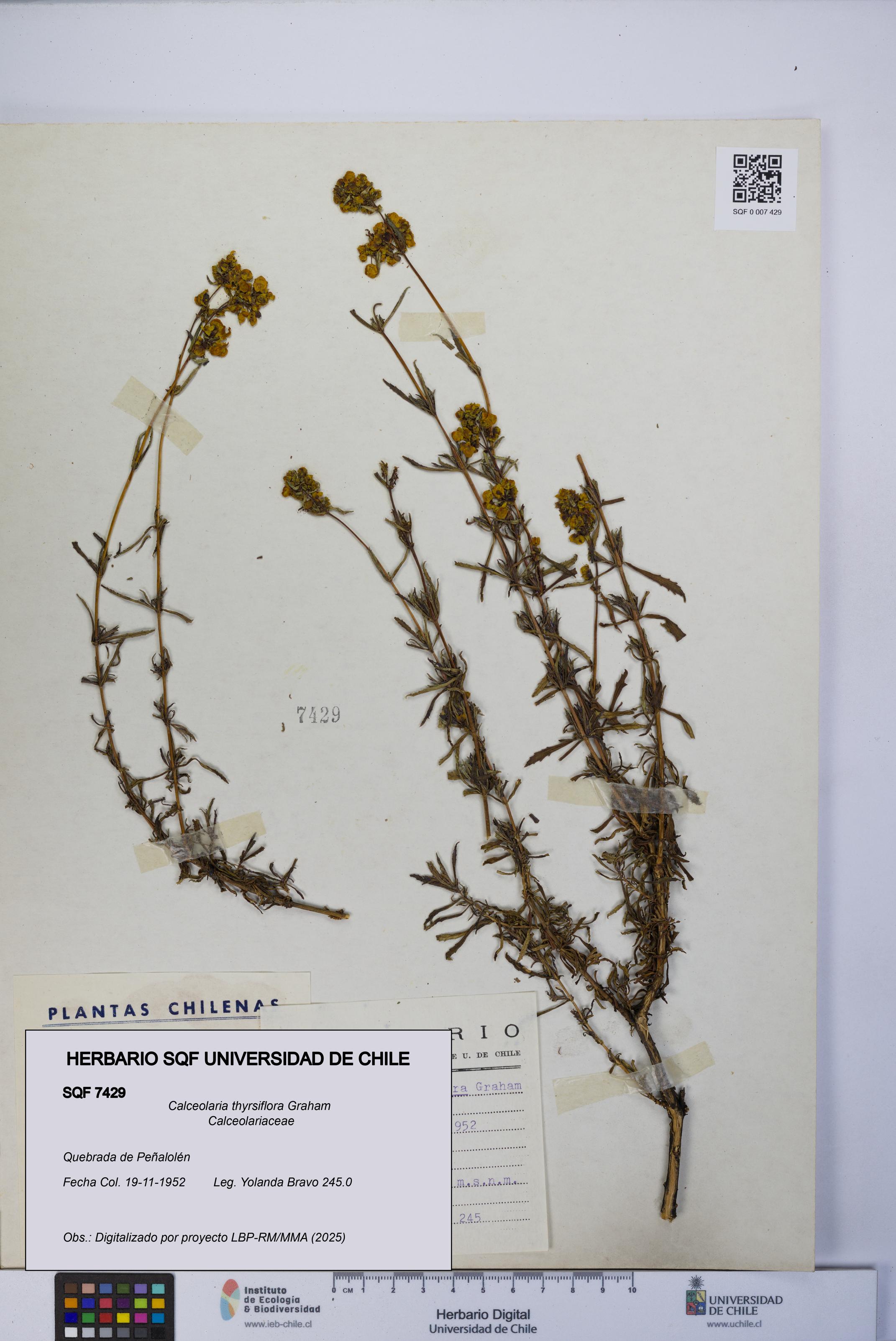 Calceolaria thyrsiflora [Espécimen: UCH:SQF:0007429]