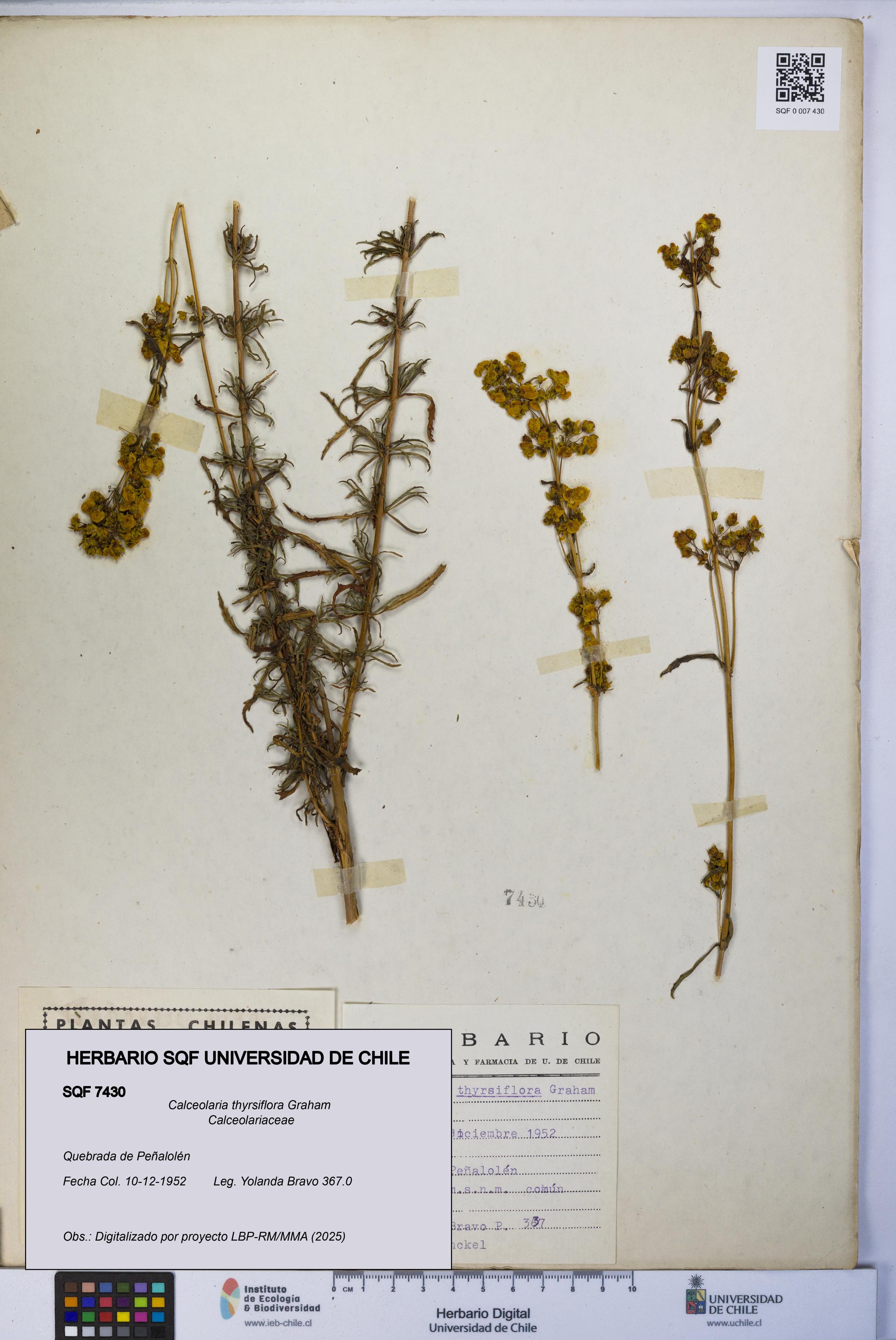 Calceolaria thyrsiflora [Espécimen: UCH:SQF:0007430]