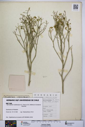 Gymnophyton isatidicarpum [Espécimen: UCH:SQF:0007433]