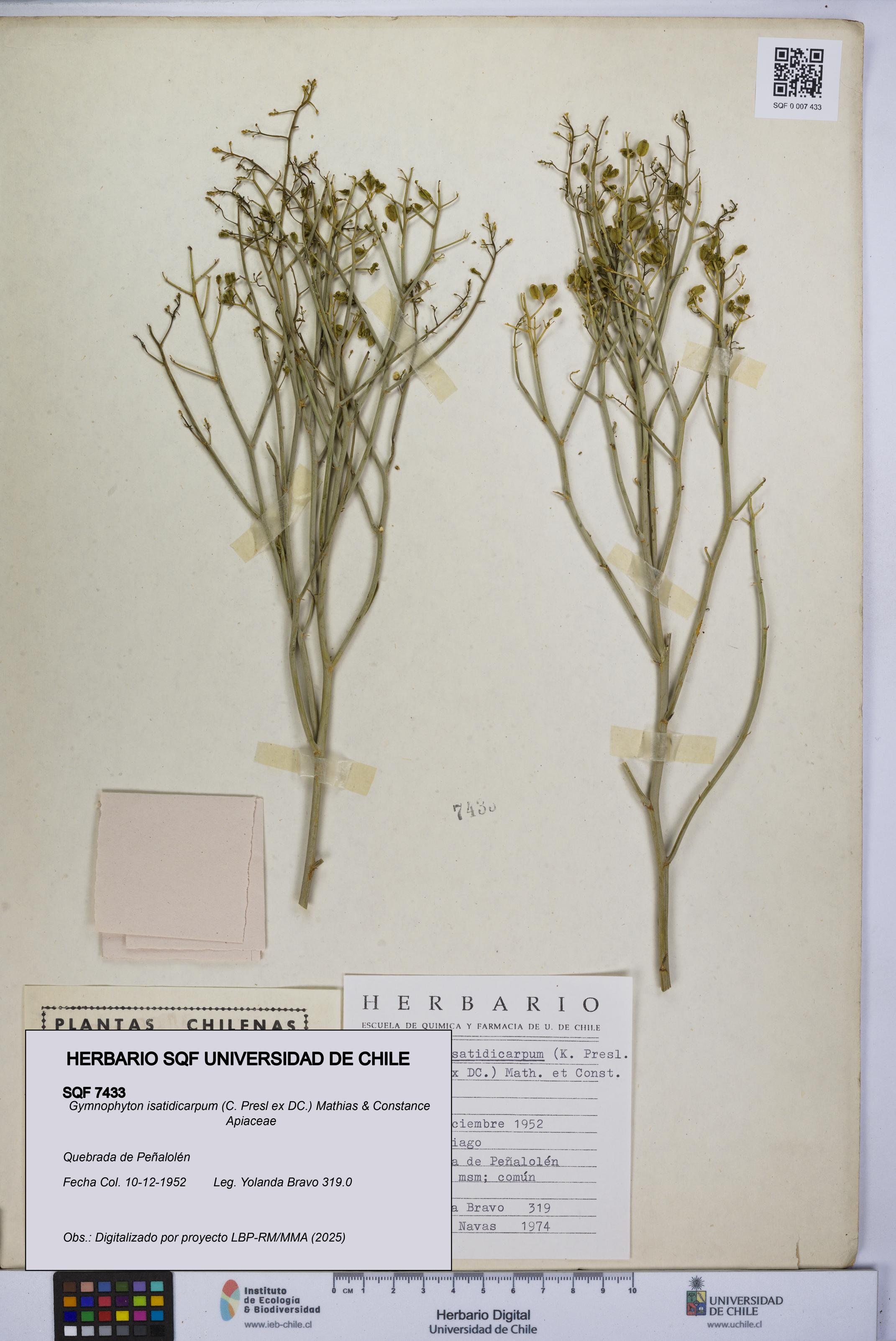 Gymnophyton isatidicarpum [Espécimen: UCH:SQF:0007433]