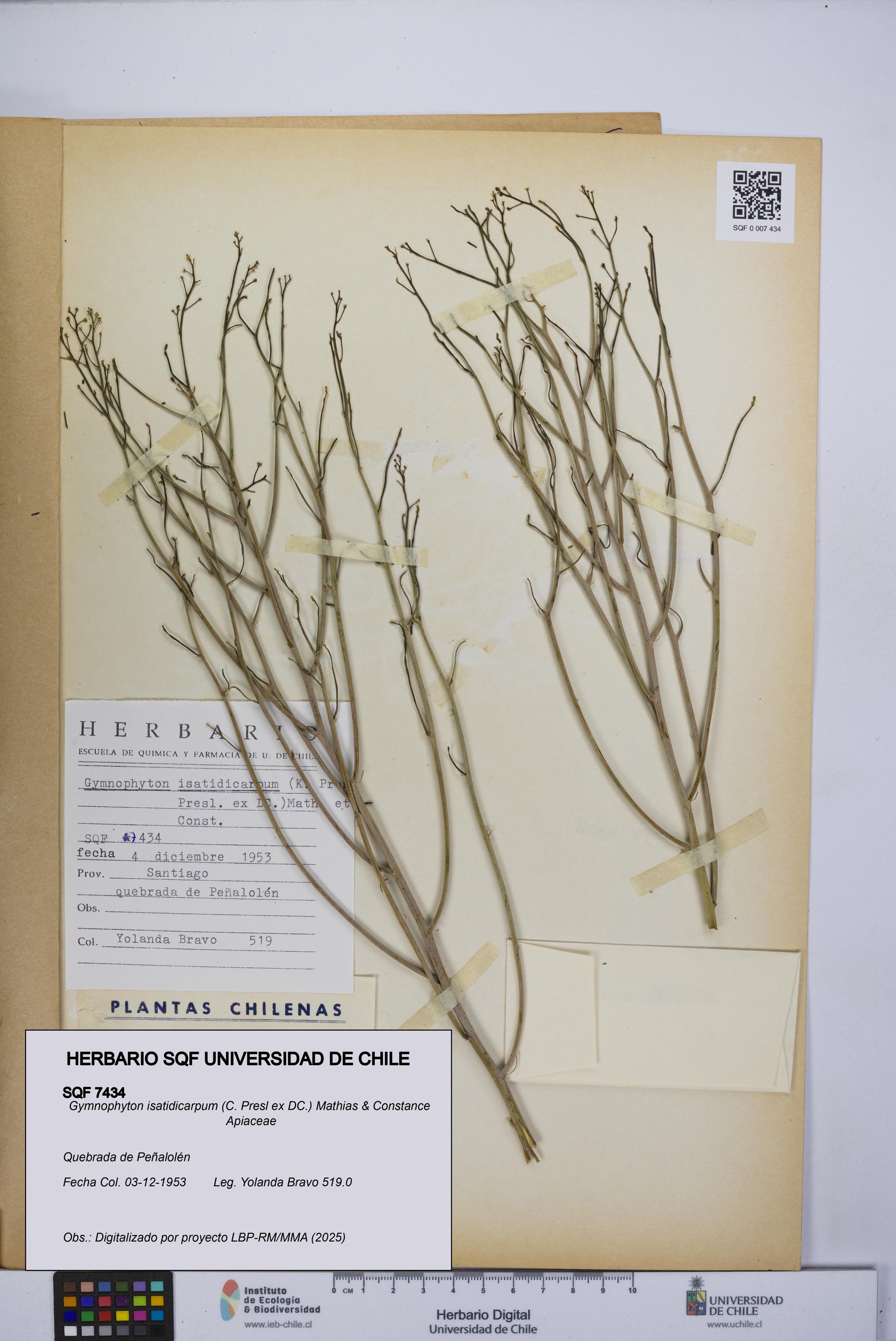 Gymnophyton isatidicarpum [Espécimen: UCH:SQF:0007434]