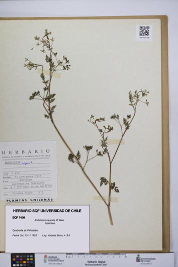 Anthriscus caucalis [Espécimen: UCH:SQF:0007436]
