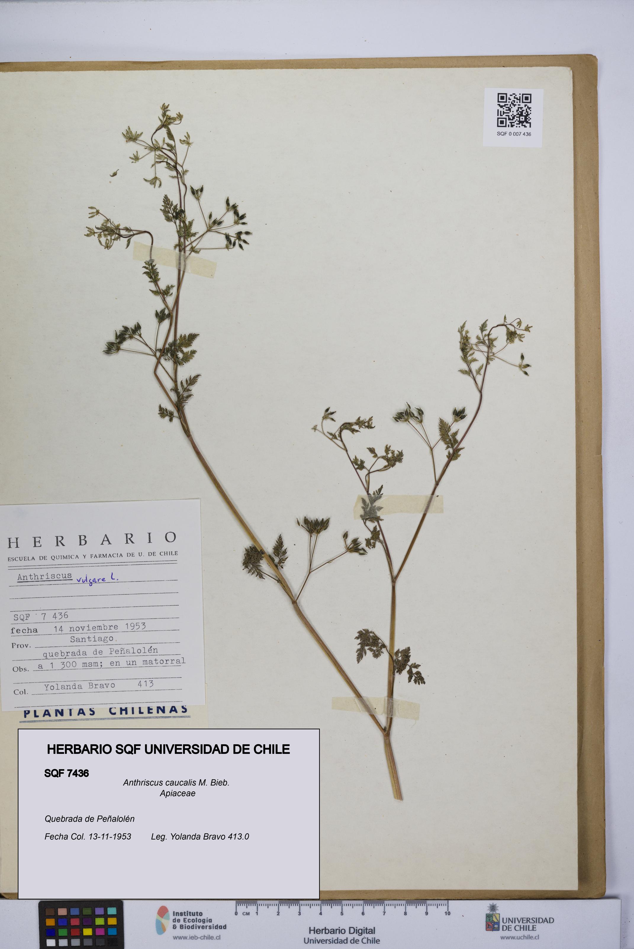 Anthriscus caucalis [Espécimen: UCH:SQF:0007436]