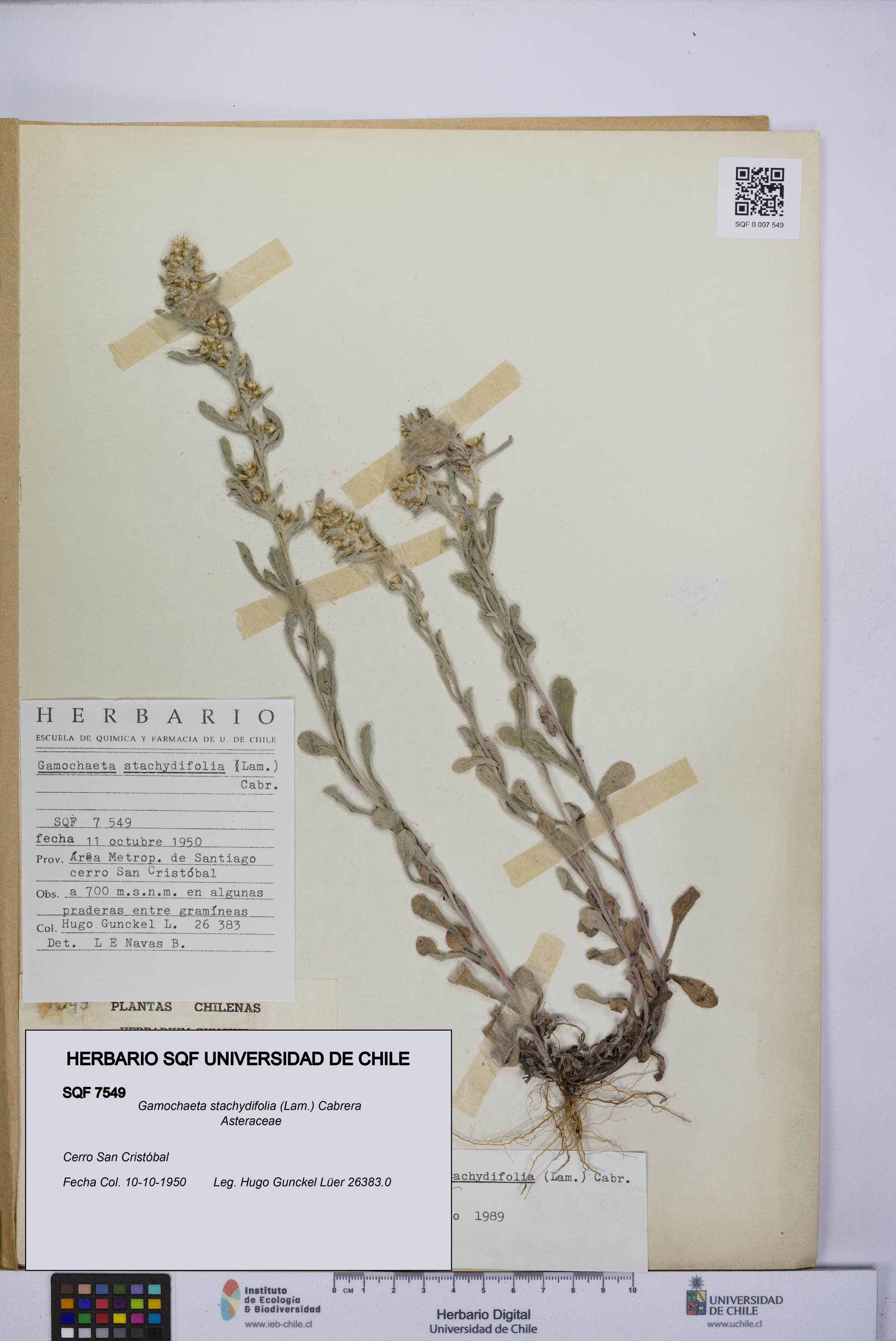 Gamochaeta stachydifolia [Espécimen: UCH:SQF:0007549]