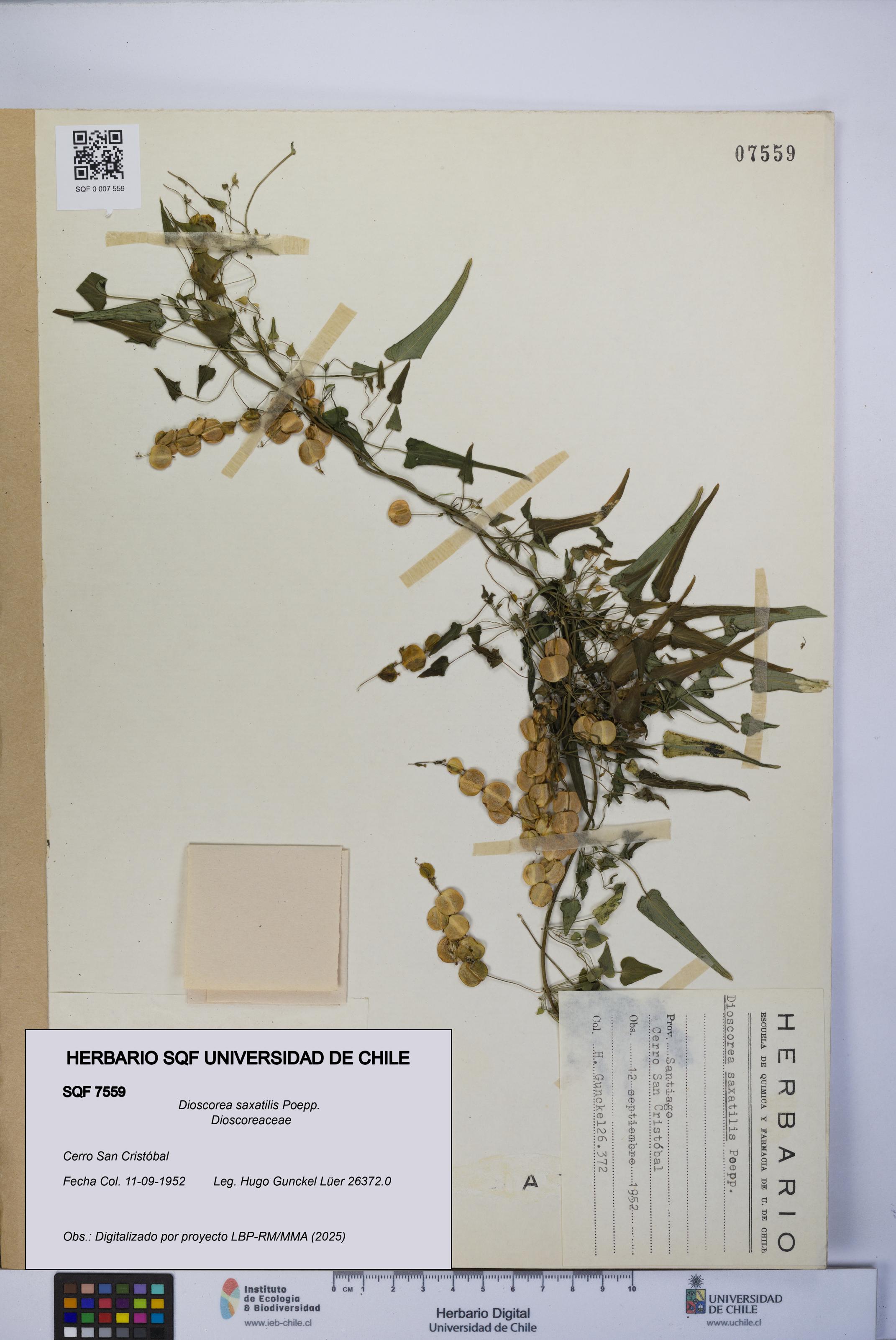Dioscorea saxatilis [Espécimen: UCH:SQF:0007559]