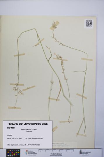 Melica argentata [Espécimen: UCH:SQF:0007659]