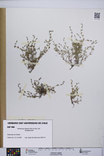 Pectocarya linearis [Espécimen: UCH:SQF:0007660]