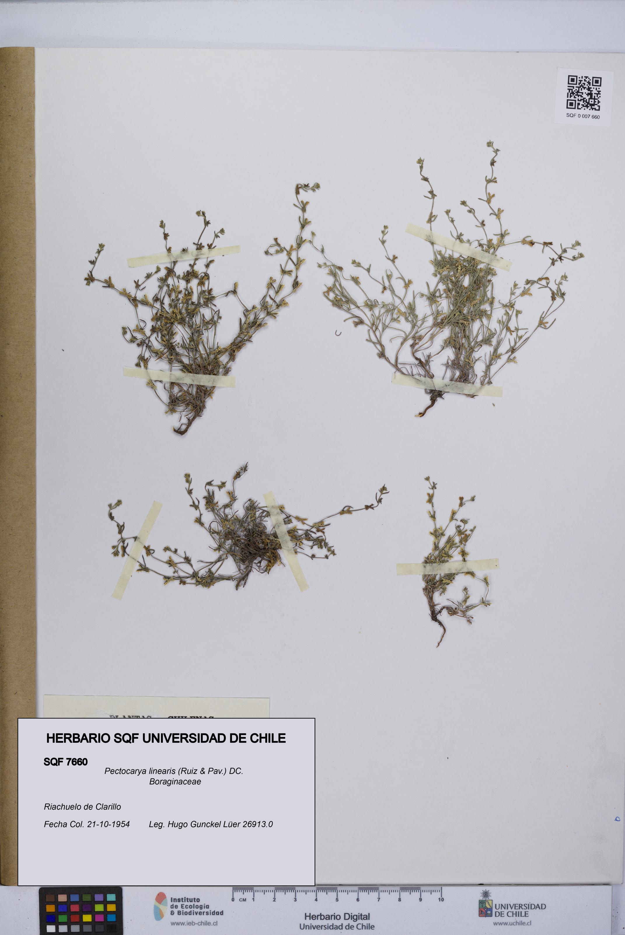 Pectocarya linearis [Espécimen: UCH:SQF:0007660]