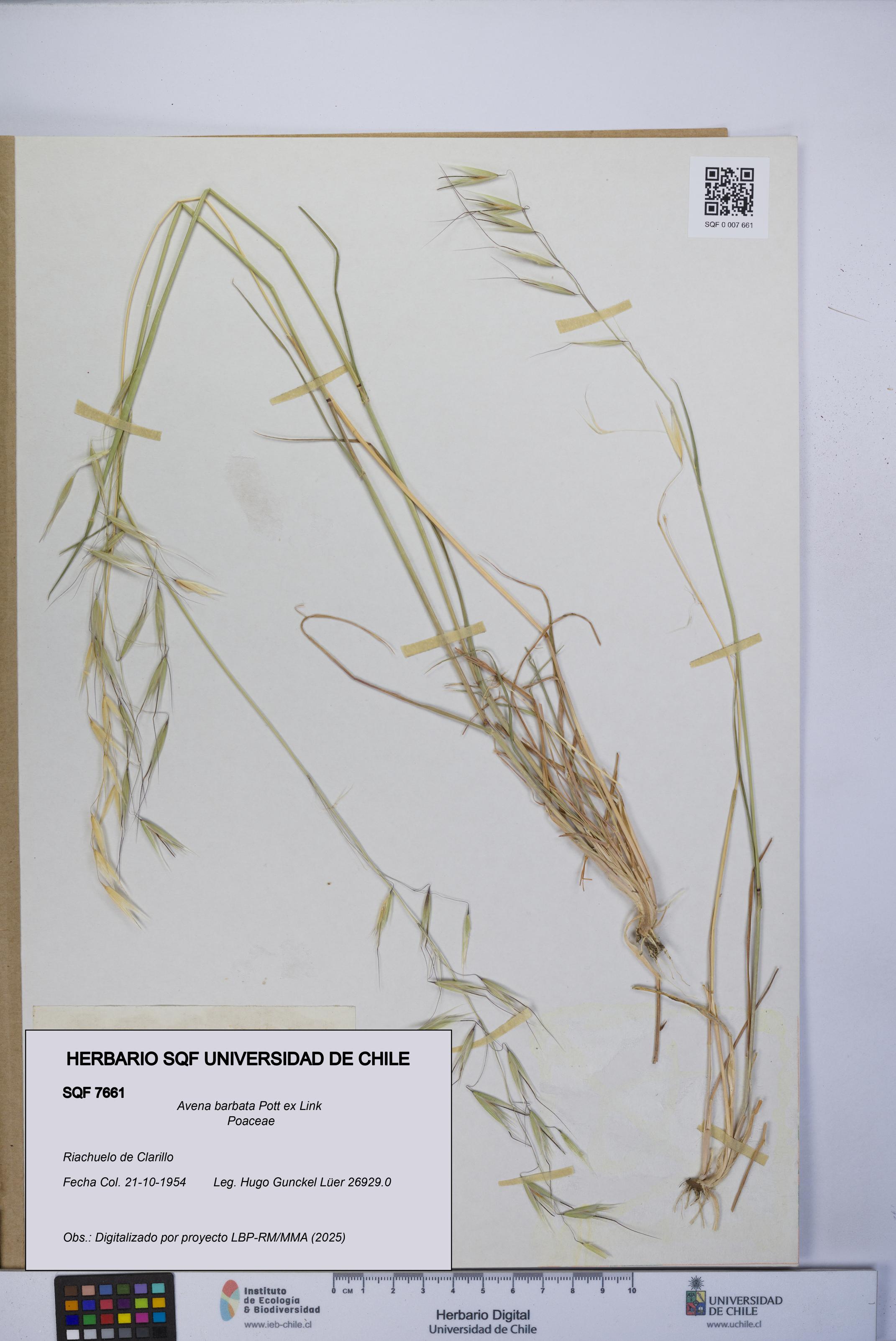 Avena barbata [Espécimen: UCH:SQF:0007661]