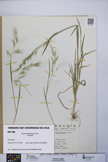 Bromus berteroanus [Espécimen: UCH:SQF:0007662]