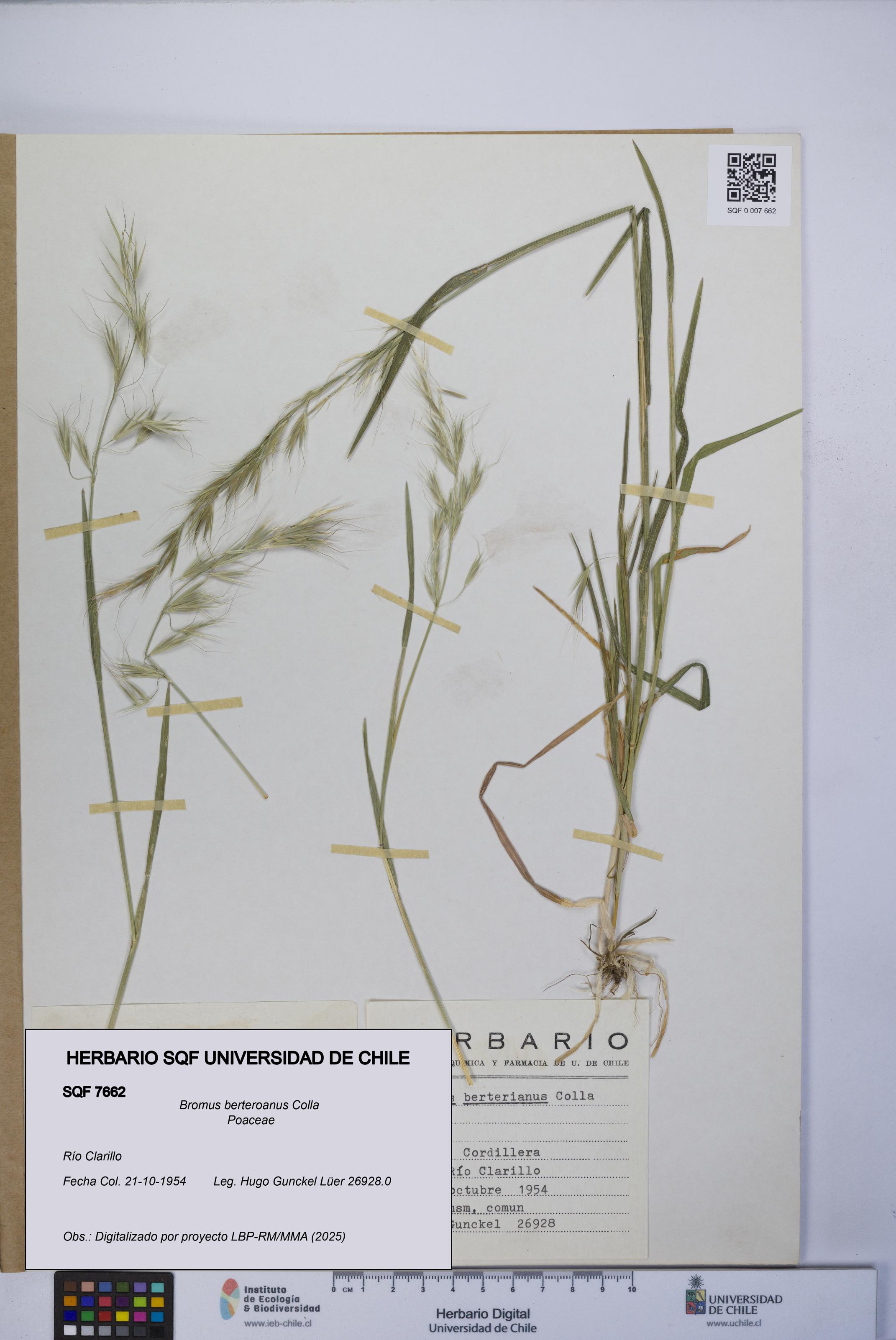 Bromus berteroanus [Espécimen: UCH:SQF:0007662]