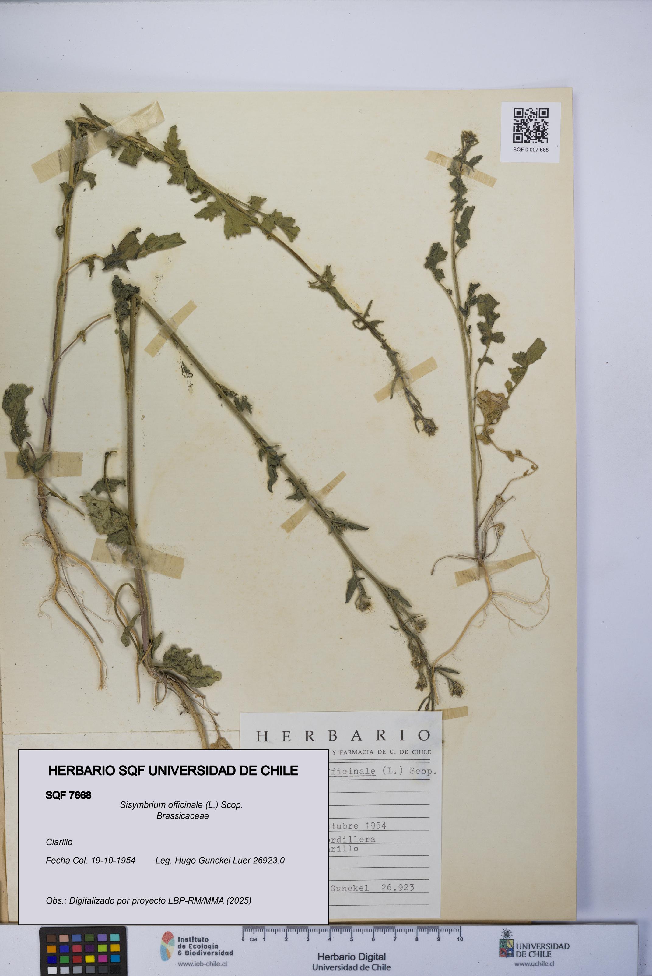 Sisymbrium officinale [Espécimen: UCH:SQF:0007668]