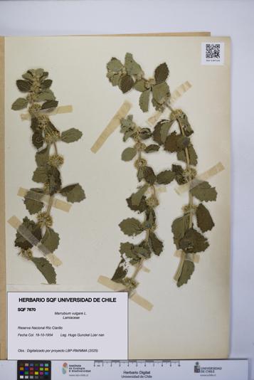 Marrubium vulgare [Espécimen: UCH:SQF:0007670]