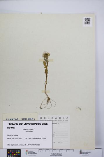 Senecio vulgaris [Espécimen: UCH:SQF:0007764]