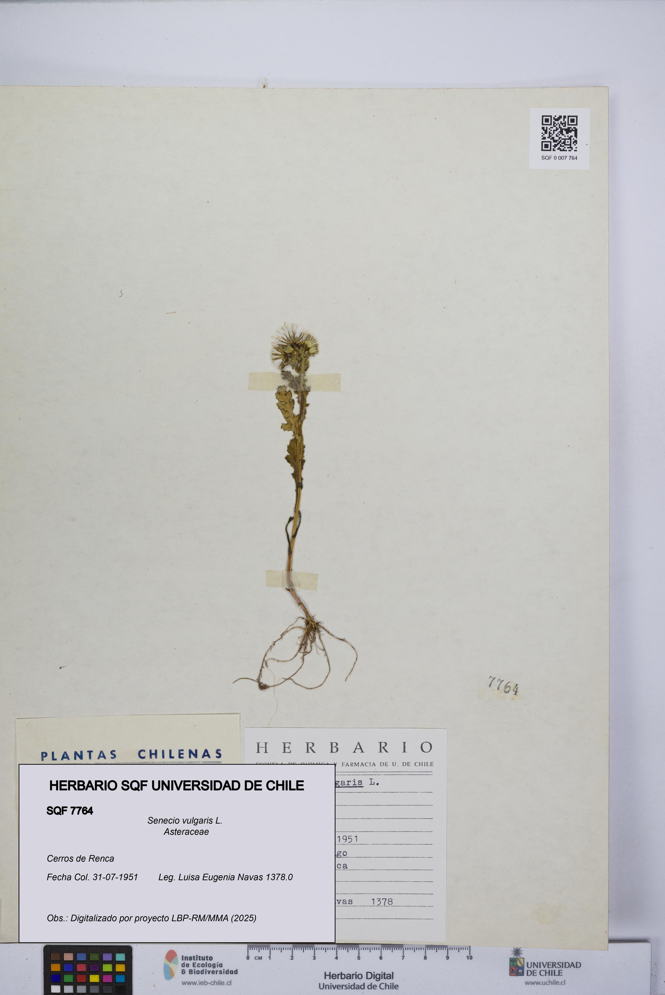 Senecio vulgaris [Espécimen: UCH:SQF:0007764]