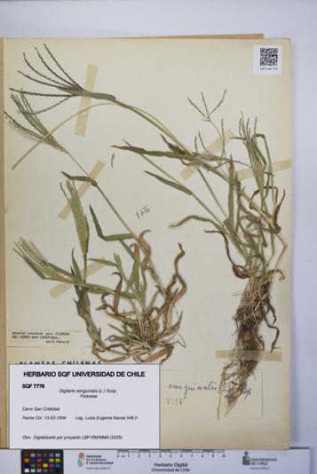 Digitaria sanguinalis [Espécimen: UCH:SQF:0007776]