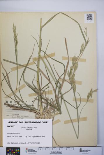 Bromus catharticus [Espécimen: UCH:SQF:0007777]