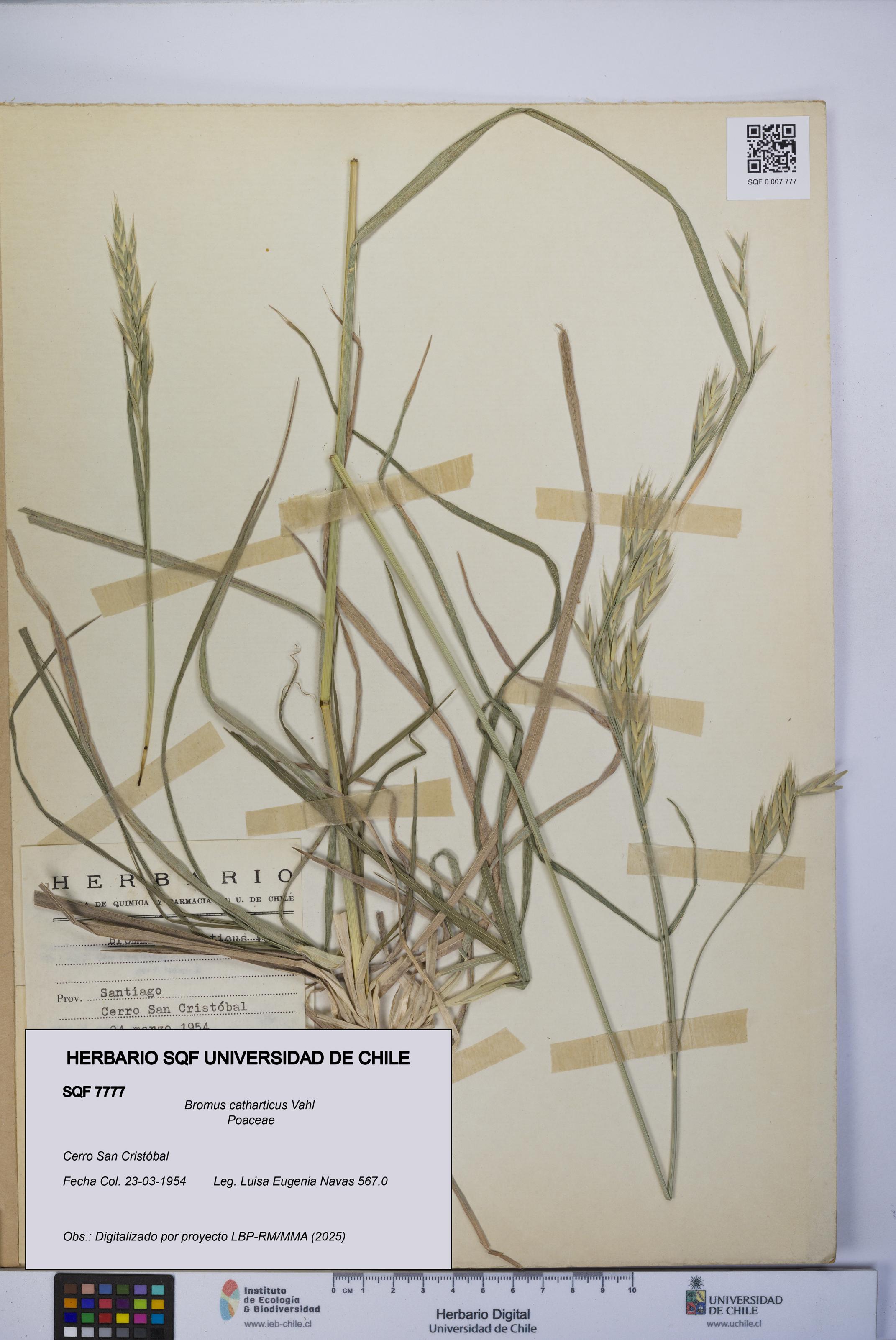 Bromus catharticus [Espécimen: UCH:SQF:0007777]