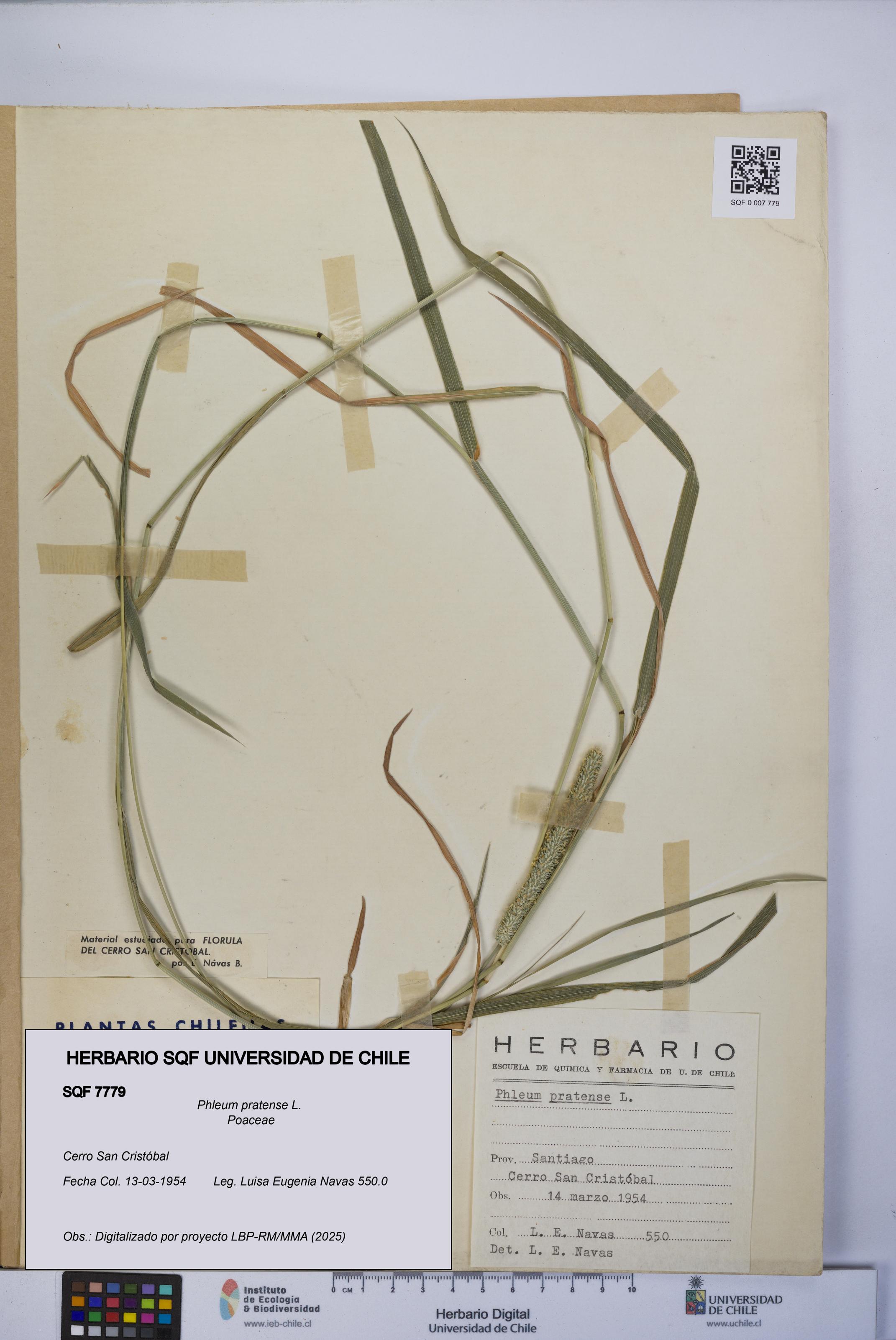 Phleum pratense [Espécimen: UCH:SQF:0007779]